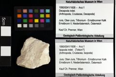 Foto (Objket + Etiketten) von Cyclothyreus sp. 